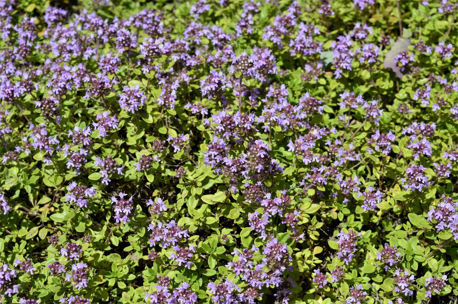 10,000 BULK LEMON THYME Thymus Pulegioides Herb Purple Flower Fragrant Evergreen