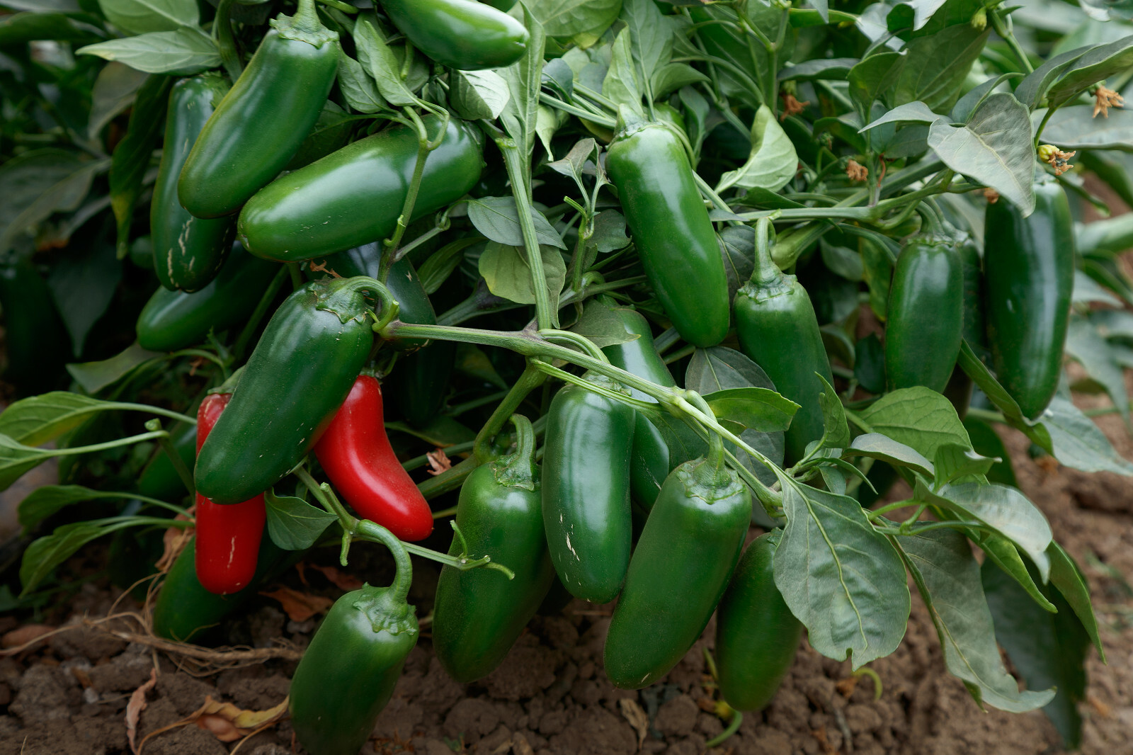 25 EARLY JALAPENO PEPPER SEEDS ~ heirloomseedguy ~ 2026 ~ NON-GMO