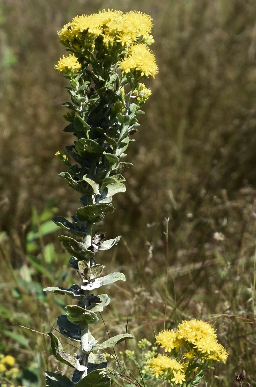 101+STIFF GOLDENROD Seeds Native Wildflower Drought Heat Cold Autumn Flowers