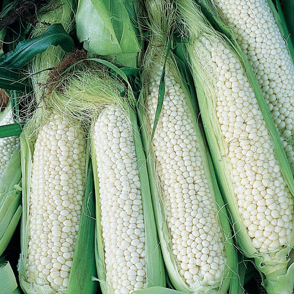 Country Gentleman Sweet Corn Seeds, White Shoepeg Corn, Heirloom, FREE SHIPPING