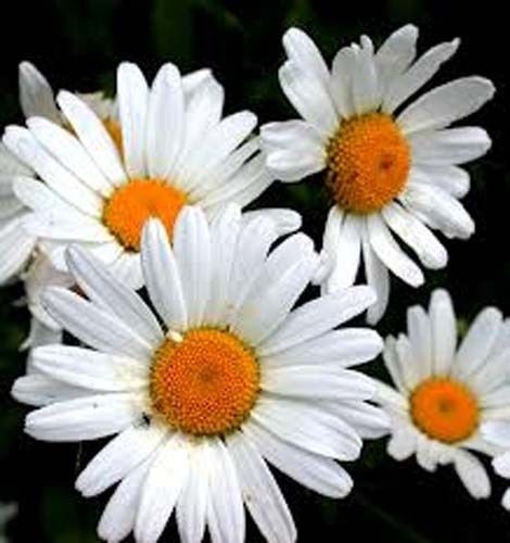 Oxeye Daisy Nice Garden Flower By Seed Kingdom 35,000 Seeds
