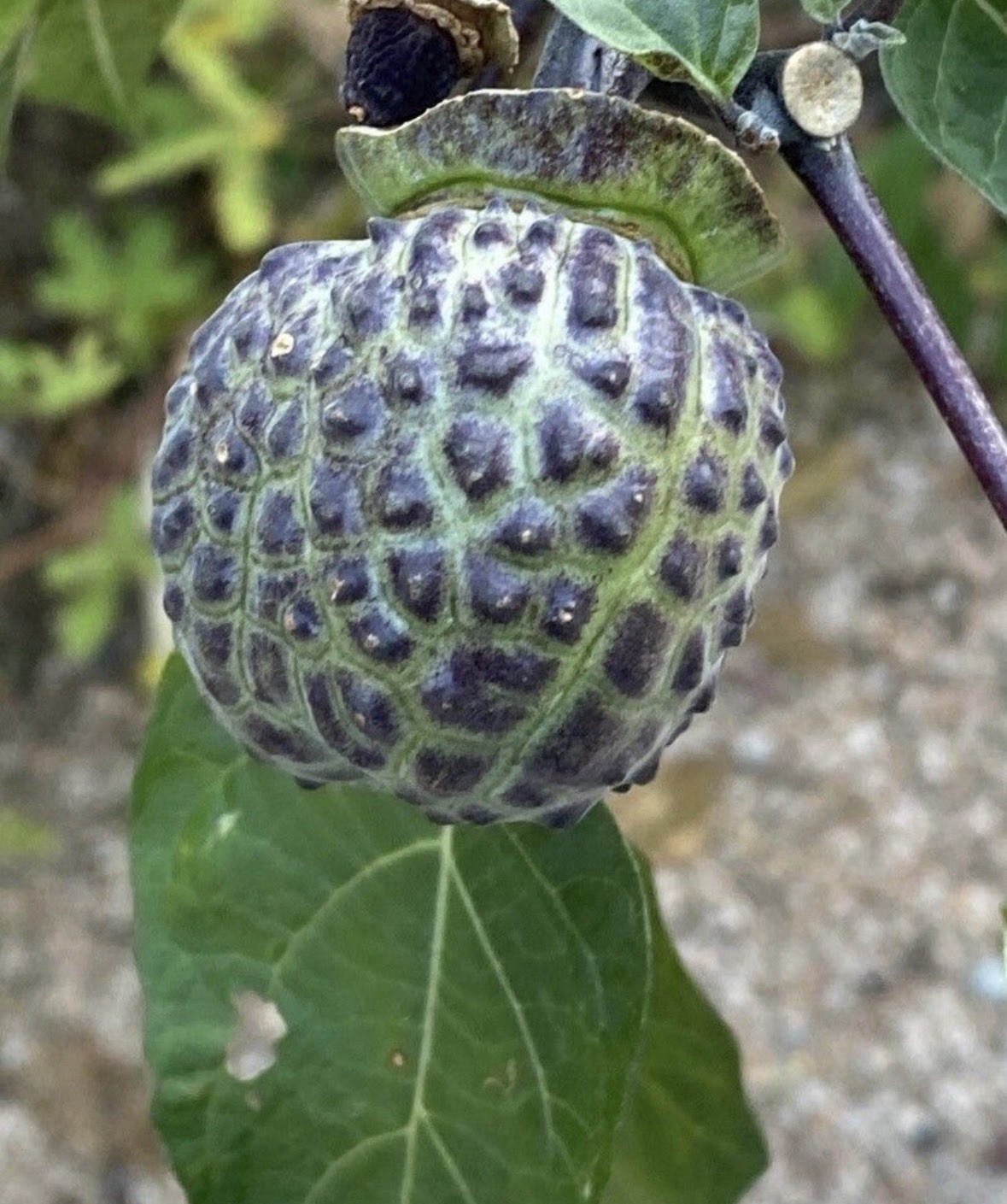20 Seeds Devil’s Trumpet, Horn of Plenty (Datura metel) Purple Lavender & White