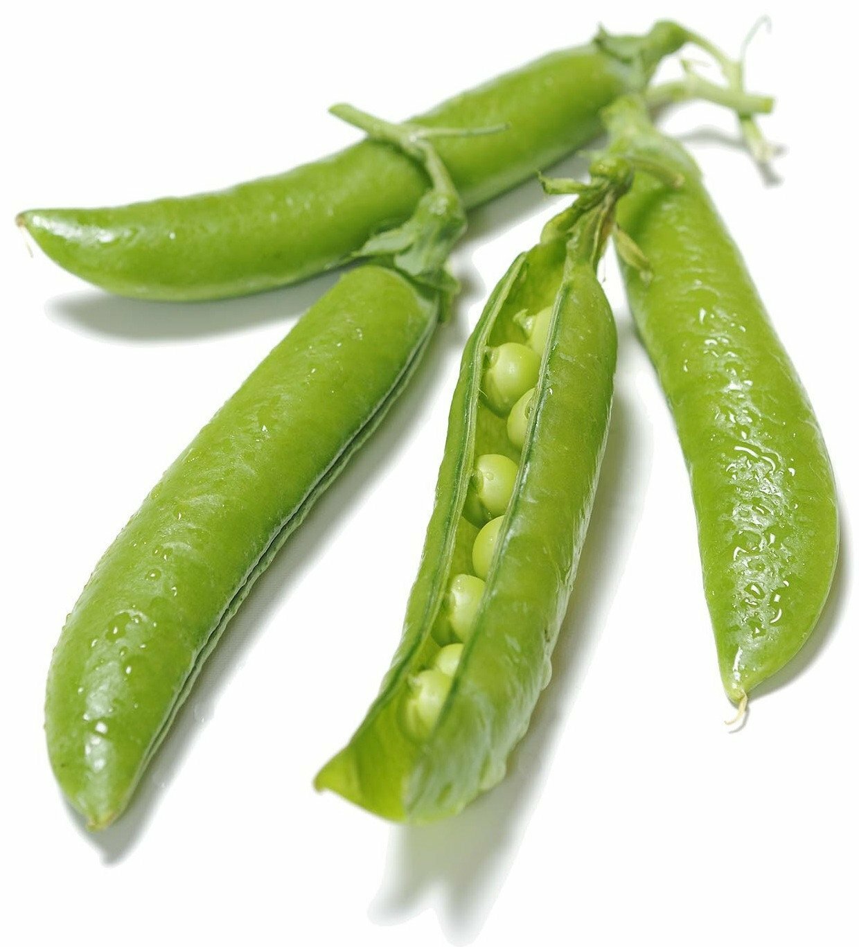 Organic Laxton’s Progress #9 – Pisum sativum