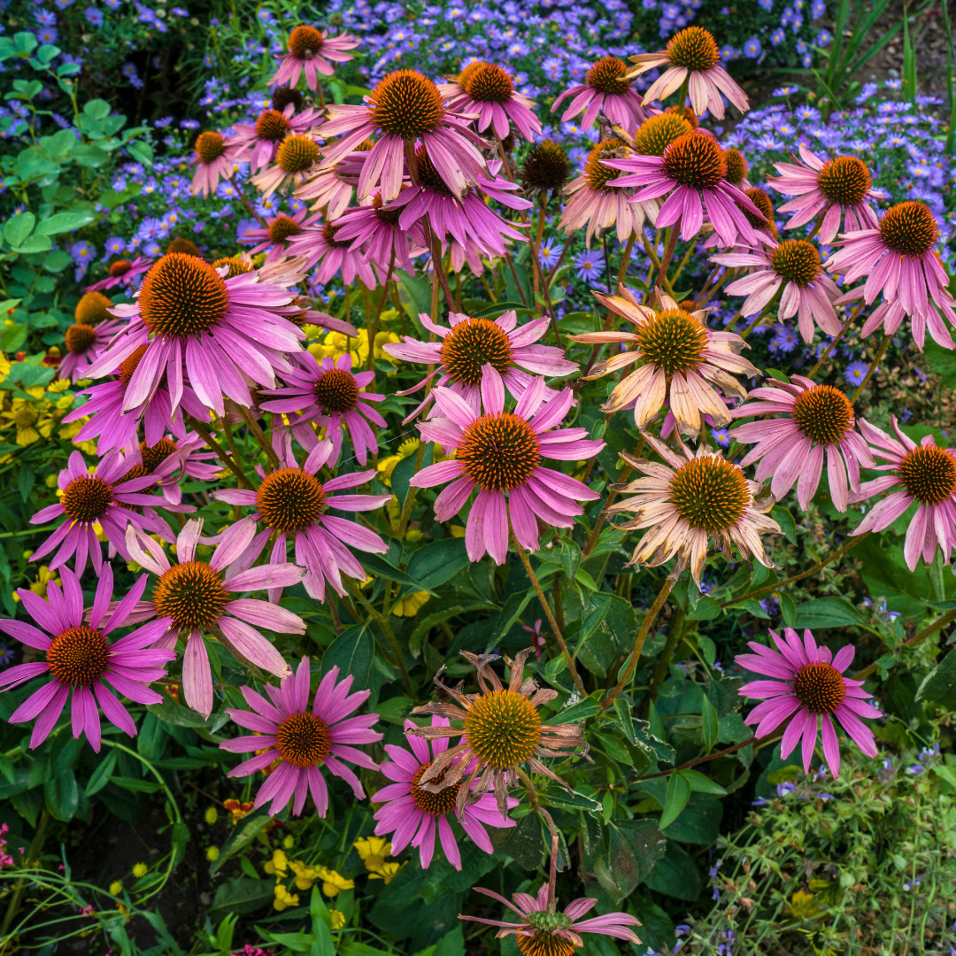 Fresh Echinacea Seeds | Purple Coneflower | Heirloom Non-GMO | Flower Seeds
