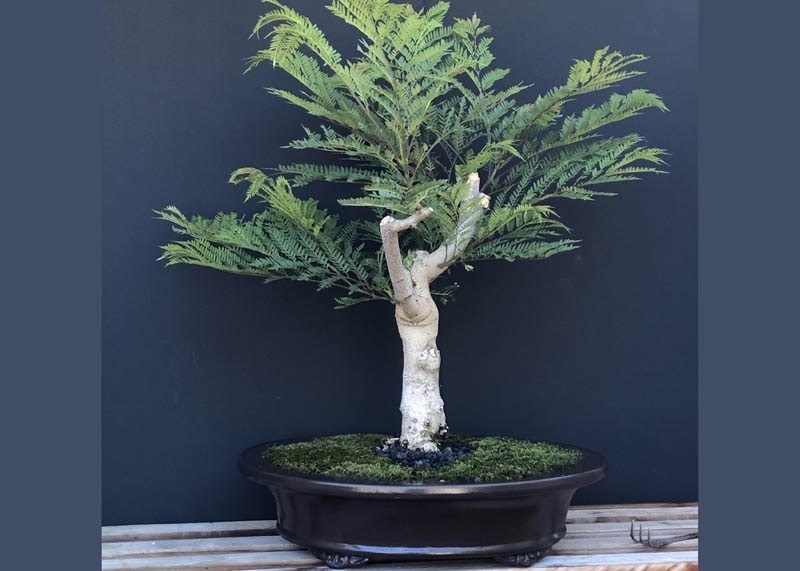 Jacaranda Mimosifolia Bonsai Tree Seeds (1,000 Seeds) + Growing Instructions