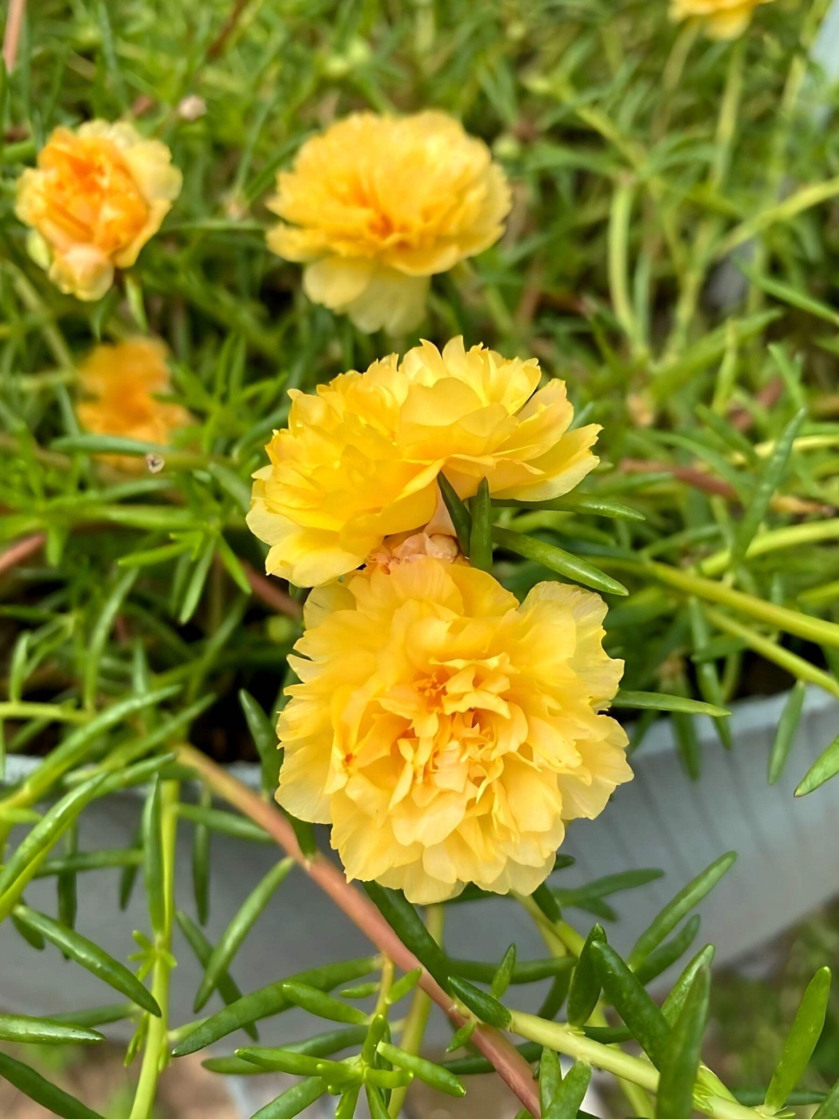100 YELLOW PORTULACA Grandiflora / MOSS ROSE Gold Flower Seeds *Comb S/H