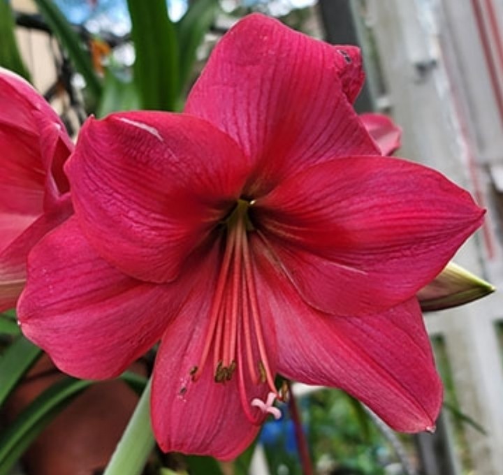 ICE PINK Amaryllis HIPPEASTRUM – 1 Large Bulb – Blooming Size