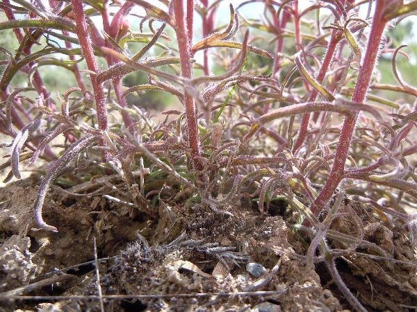 Castilleja angustifolia | Desert Indian Paintbrush | 100 Seeds
