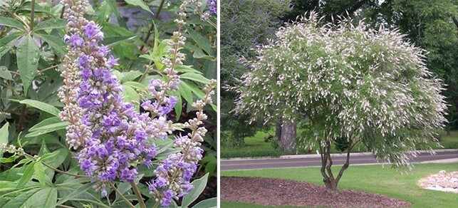 50 CHASTE VITEX TREE SEEDS (Vitex agnus-castus) Monks Pepper, Hardy