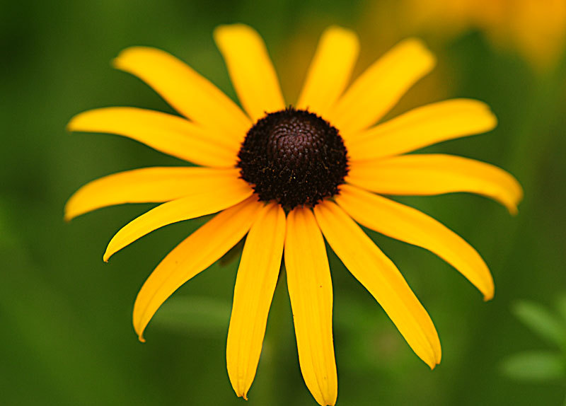 2001+BLACK EYED SUSAN Flower Seeds Perennial Native Wildflower Drought Heat Cold