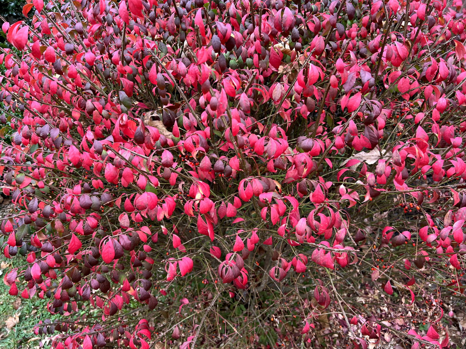 3 Red In Fall Burning Bush Shrubs Plants Beauty Heart PLANTS 1 to 2 foot TALL