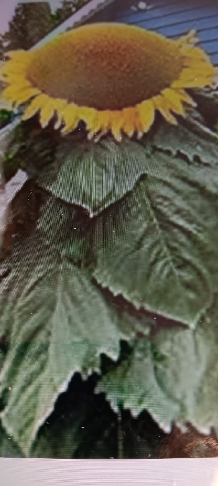 101 Mongolian Giant Sunflower Seeds CT Grown Outdoors Non GMO Huge!