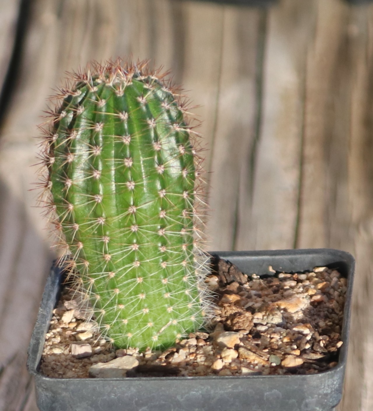 Hildewintera ‘Humke’s Ro Ro’