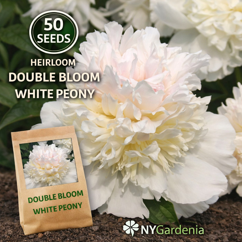 50 White Double Bloom Peony Seeds Heirloom Garden Flower Easy Grow
