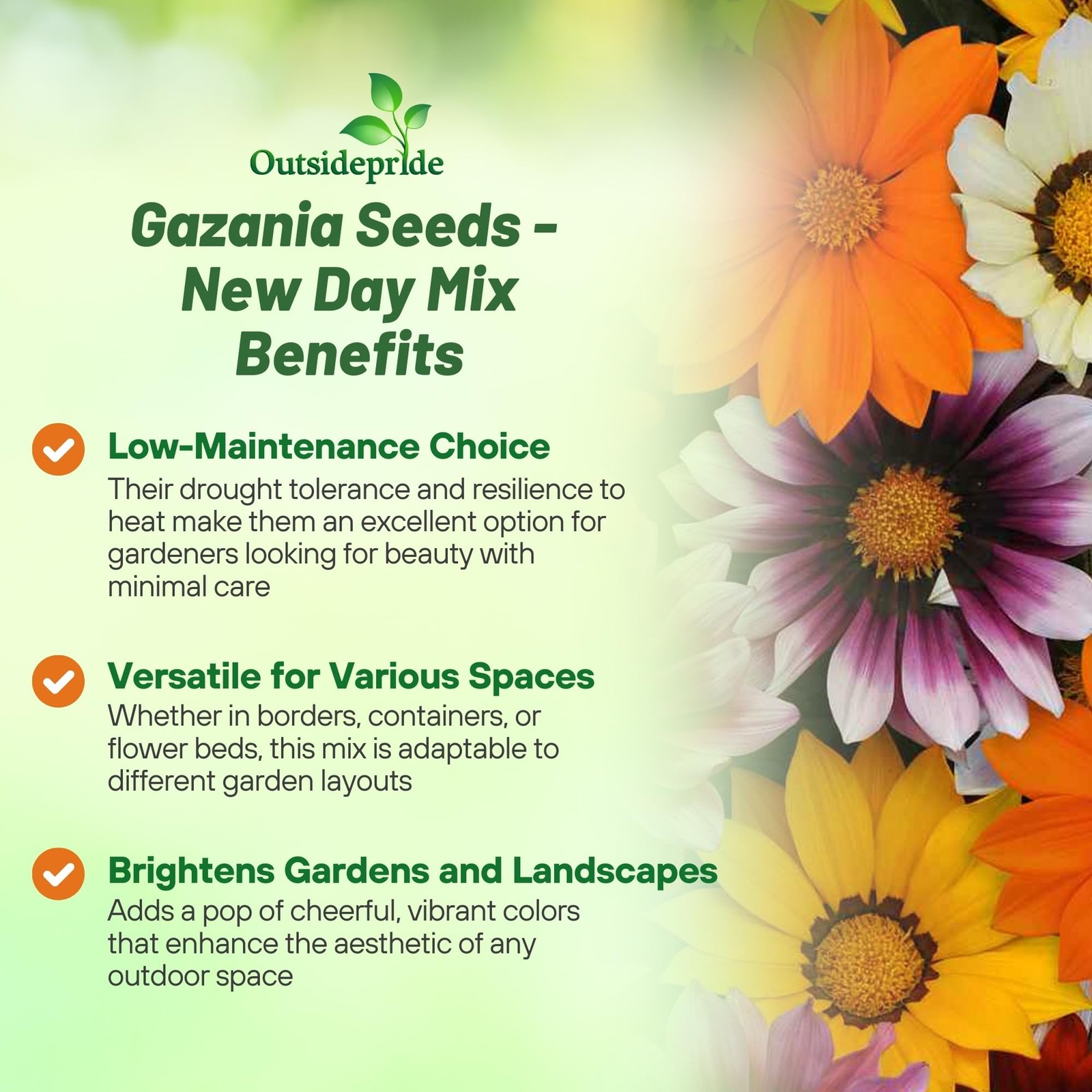 New Day Mixed Gazania Seeds for Planting – 50 Pcs Perennial, Low-Maintenance,…