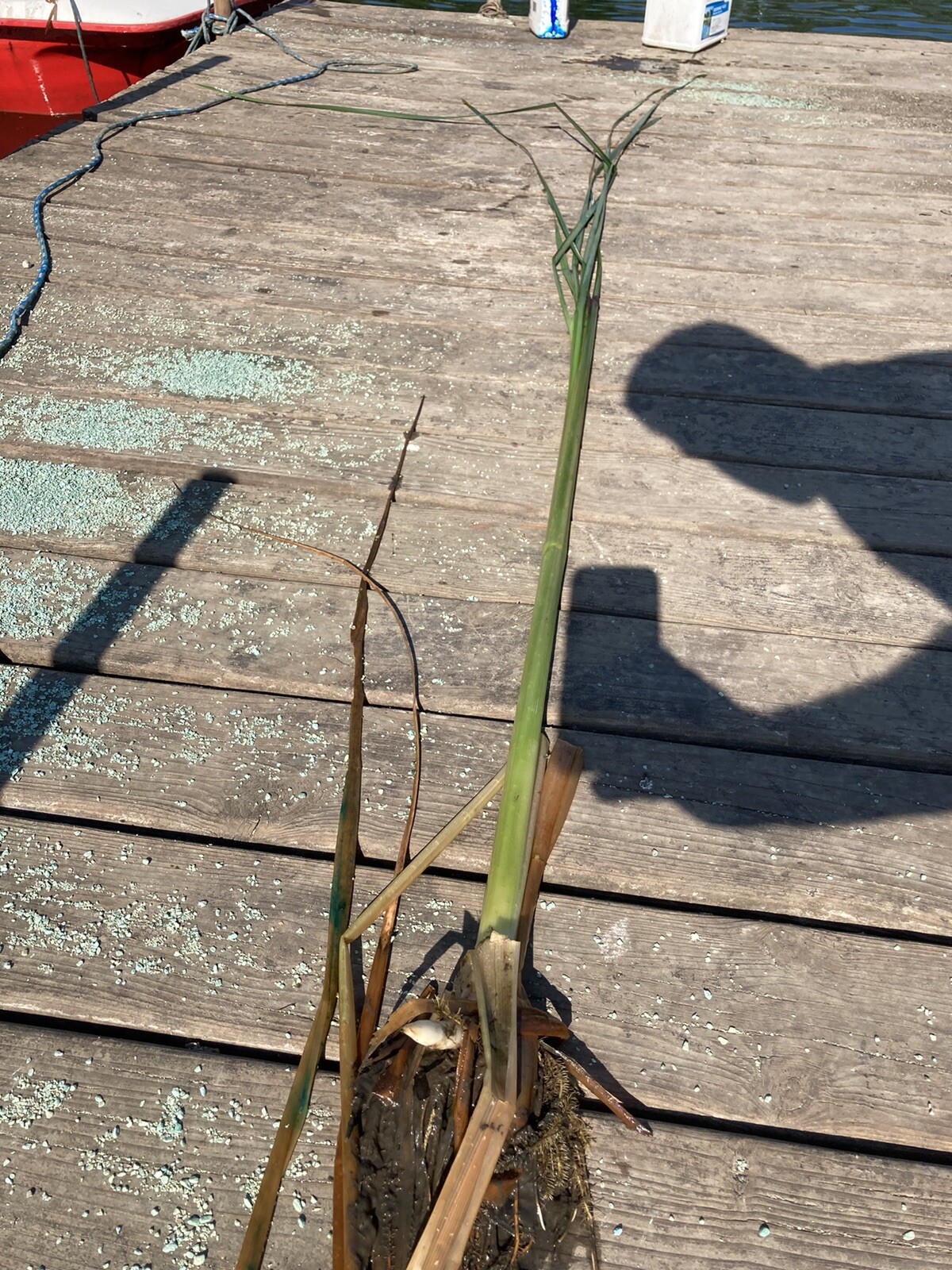 3 Fresh Live Cattail Plants!!