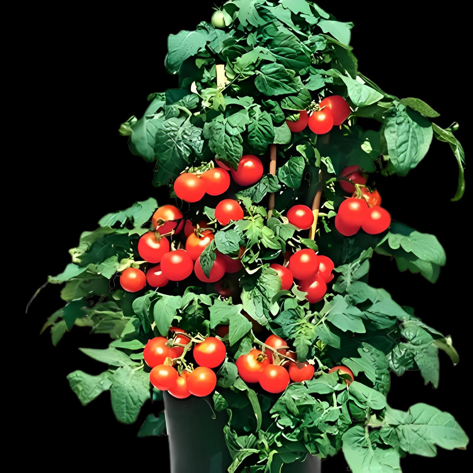 Christmas Tree Micro Dwarf Tomato Seeds {Limited Qty:}