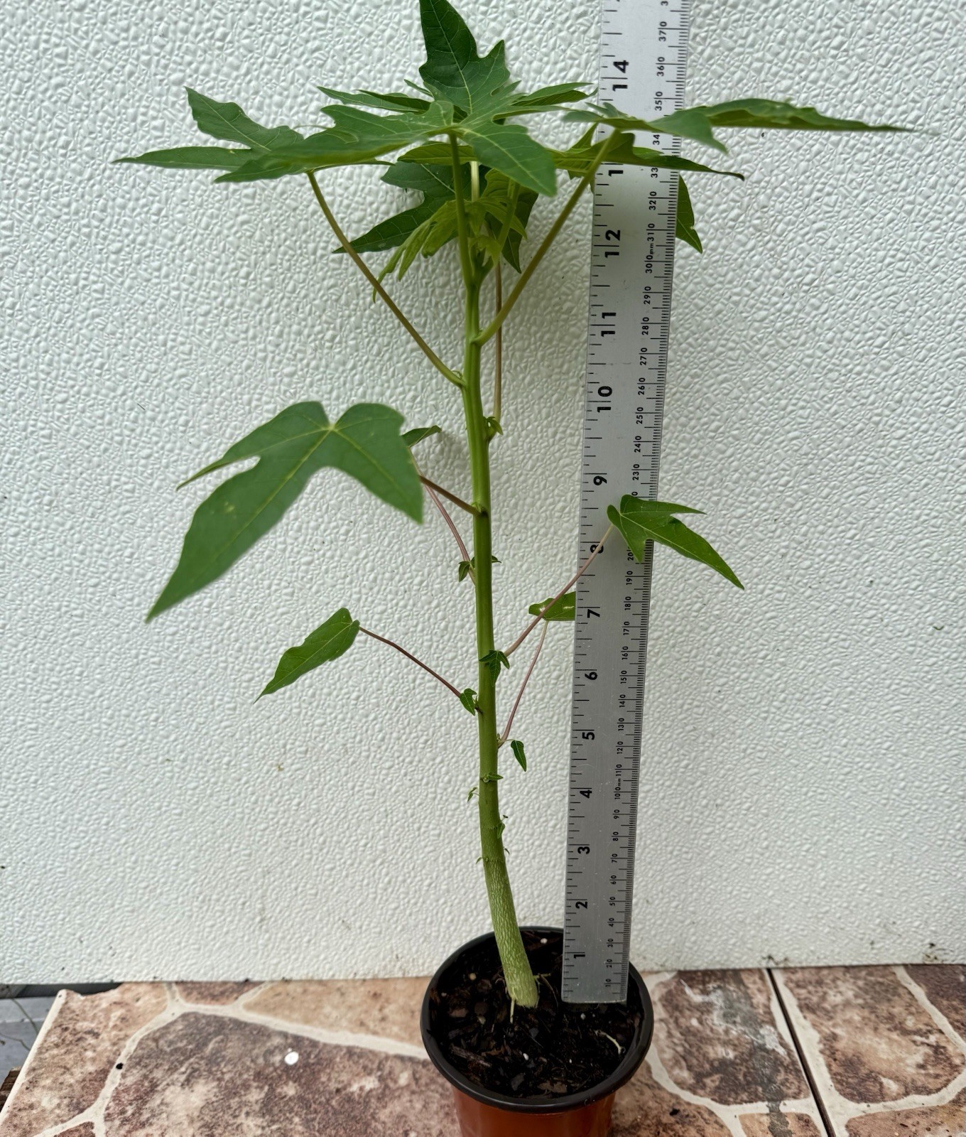 1- Dwarf Solo Hawaiian Papaya Fruit Tree 13-14″Tall Had Fully Roots With 4” Pot