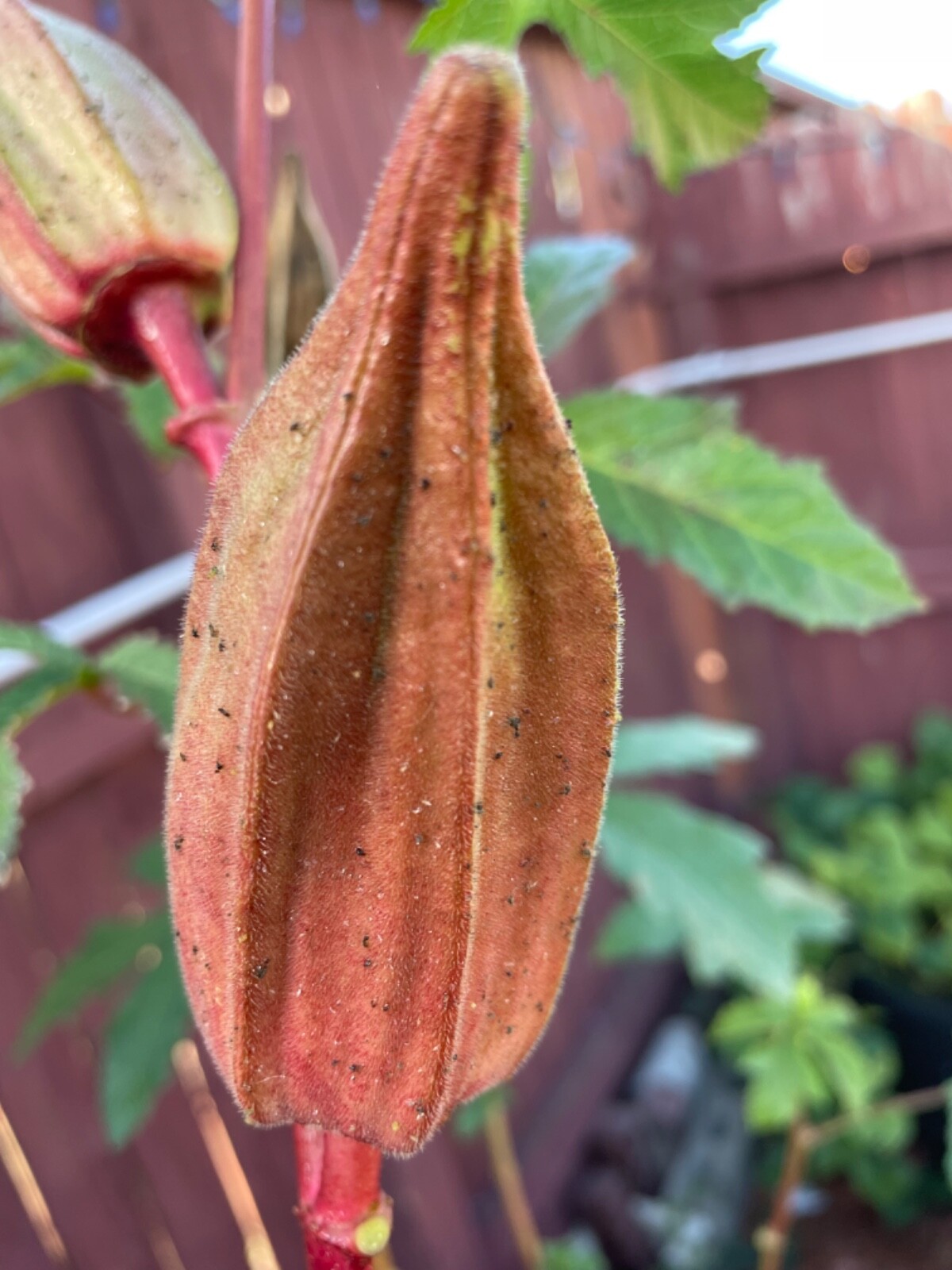 40+ Alabama Red Okra Seeds Heirloom NON-GMO