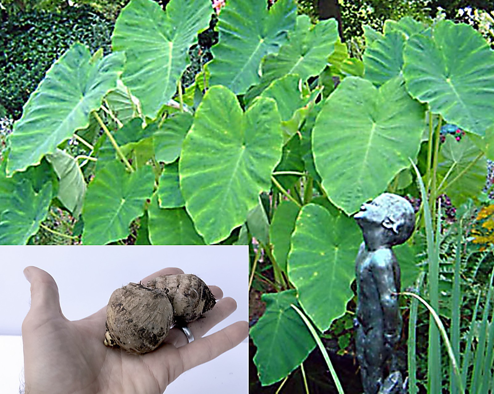 1 LIVE Colocasia Esculenta Elephant Ear Taro Gabi Kalo Eddo Bulbs READY to GROW