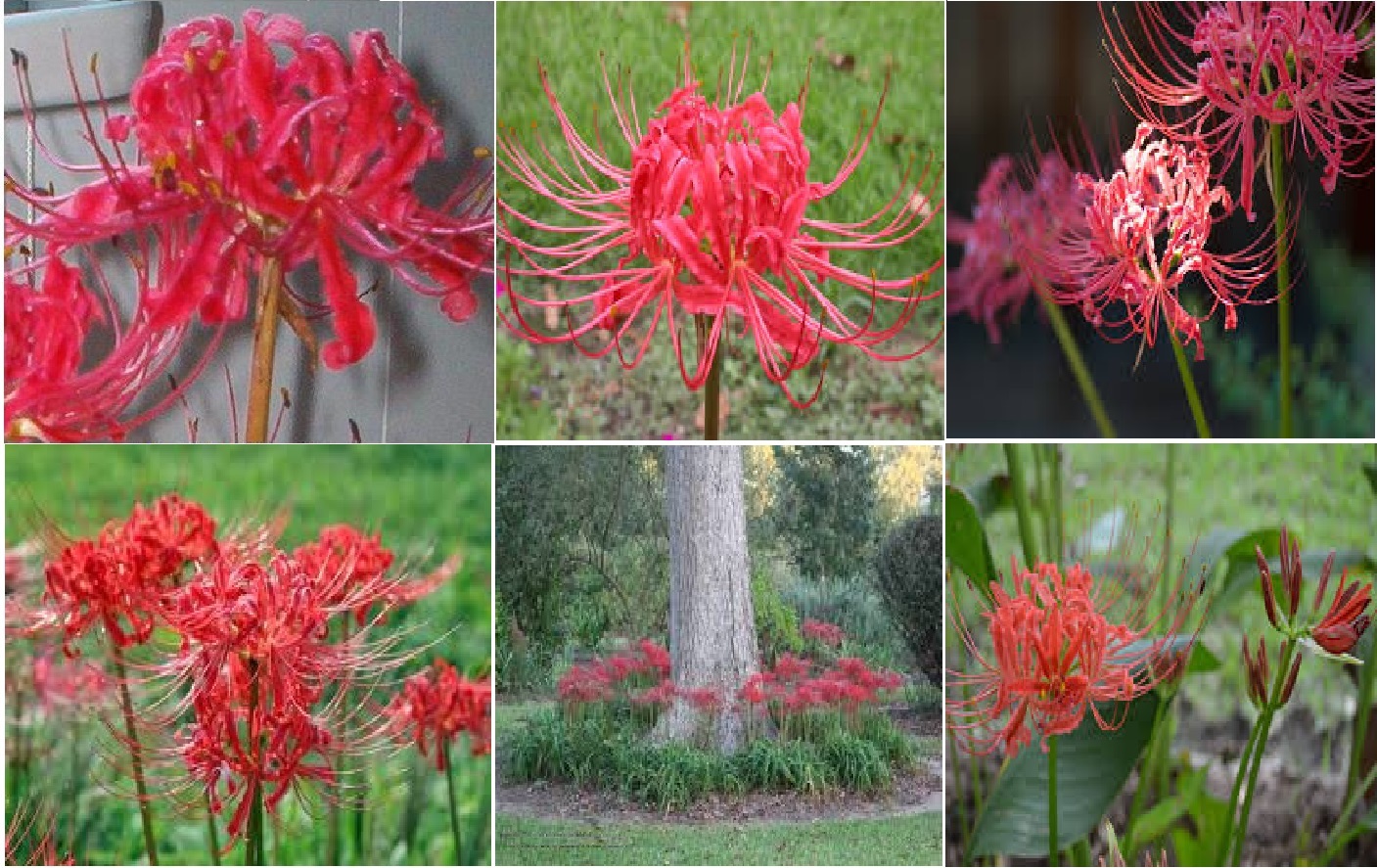 Red Spider Perennial Lily Flower 35 + Seeds USA Seller