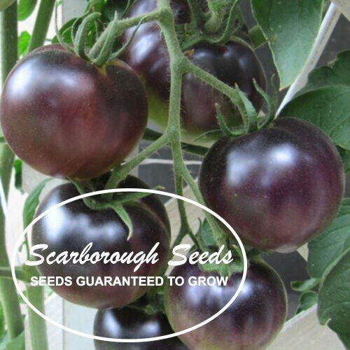 SCARBOROUGH SEEDS Organic Black Cherry Tomato 50 Seeds -Non-GMO -Heirloom