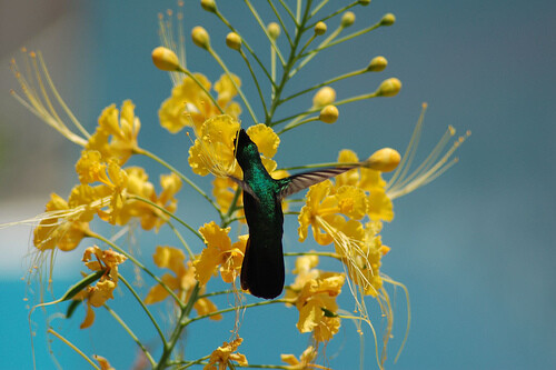 Caesalpinia Pulcherrima Yellow 7 Seeds Mexican Bird Of Paradise Small Shrub Tree