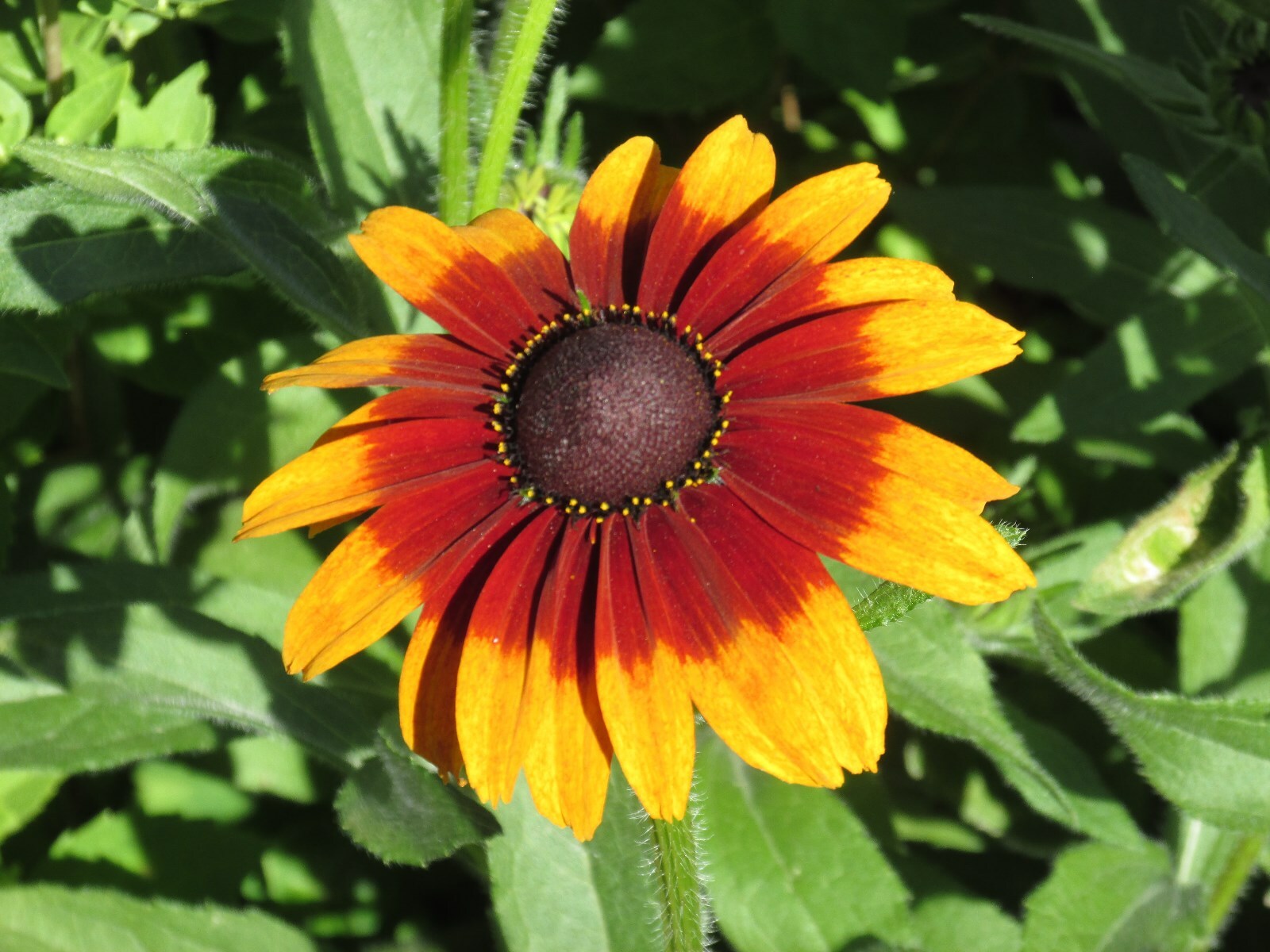 Echibeckia “Summerina” Echinacea x Rudbeckia Cross Seed