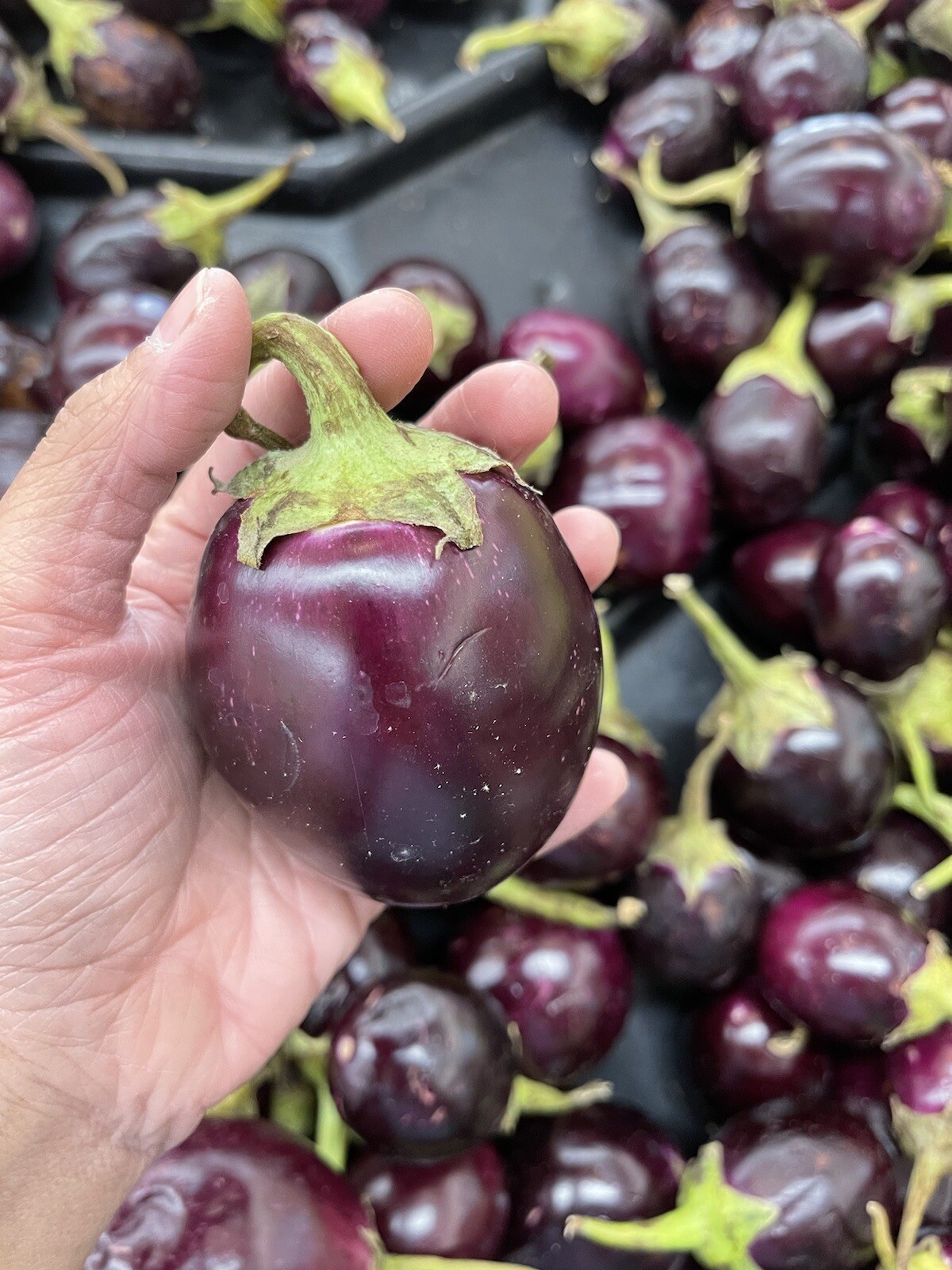 100+ SEEDS Thai Round Purple Eggplant | NON-GMO