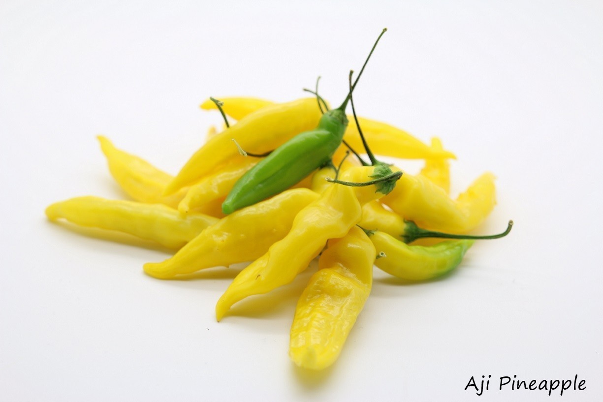 Heirloom Pepper Seeds – Many Unusual Varieties – One Shipping Charge