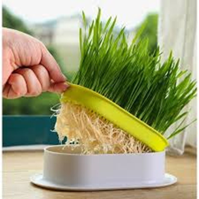 Cat Grass Seeds choose Rye, Oat or Blend seeds Quick Growth FAST Free Shipping