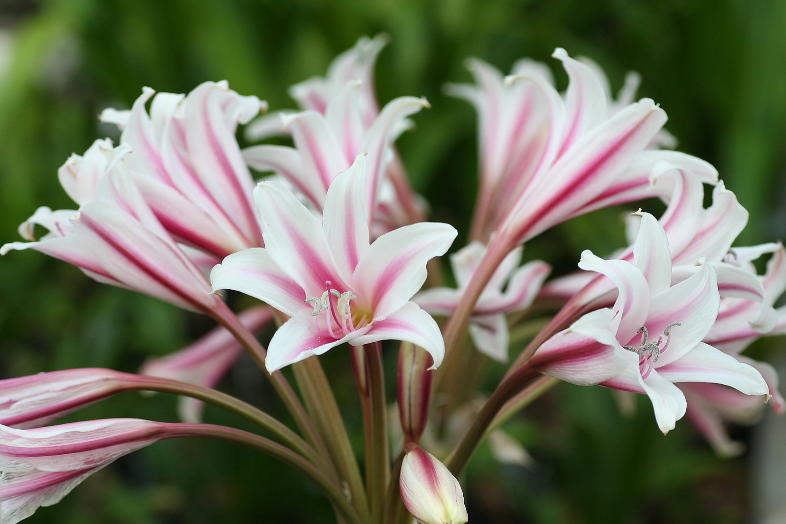 Crinum Lily, GRAB BAG, 20 bulbs, 6 types – 50% off