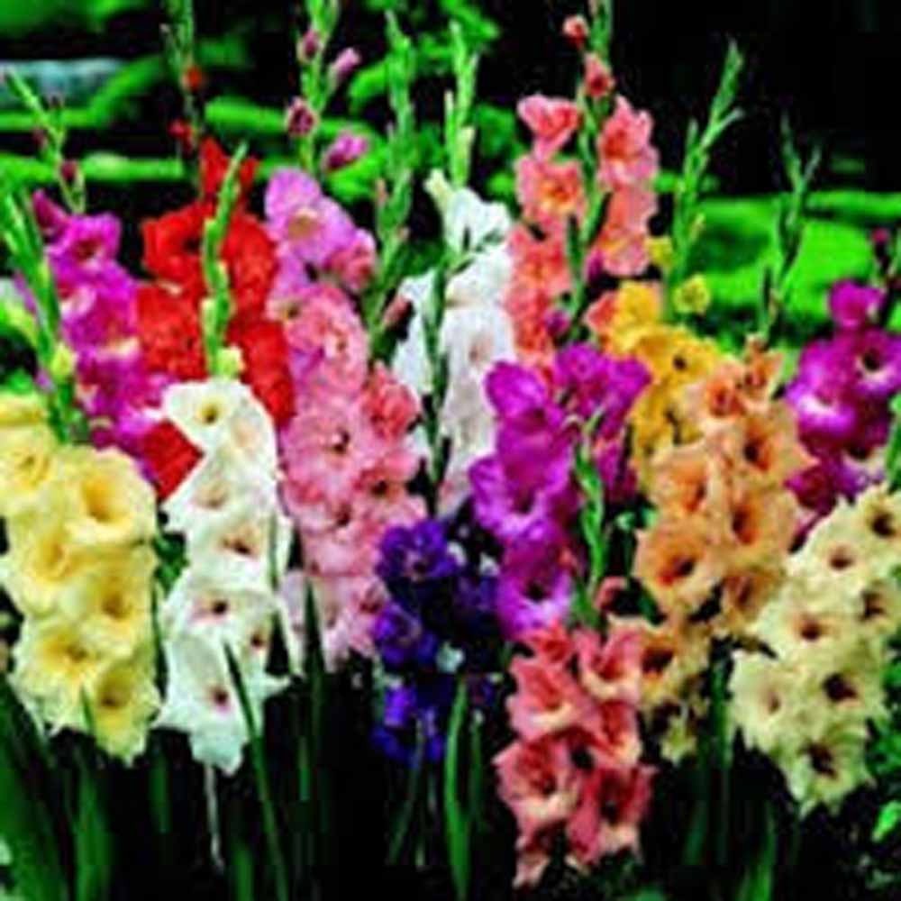 Gladiolus Flower Bulb/Corms, Mixed Bulbs Unique Garden Statement, Country Creek