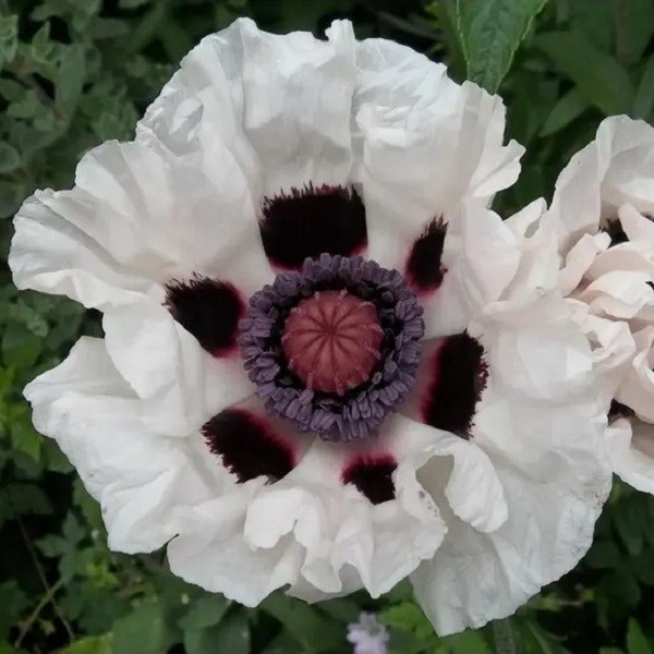 5,000+ Mixed Oriental Poppy Seeds Premium Perennial Giant Crepe-Paper Blossoms