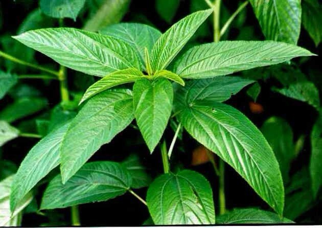 2000 Bangladeshi sweet Jute seeds , Egyptian Spinach , Corchorus Olitorius