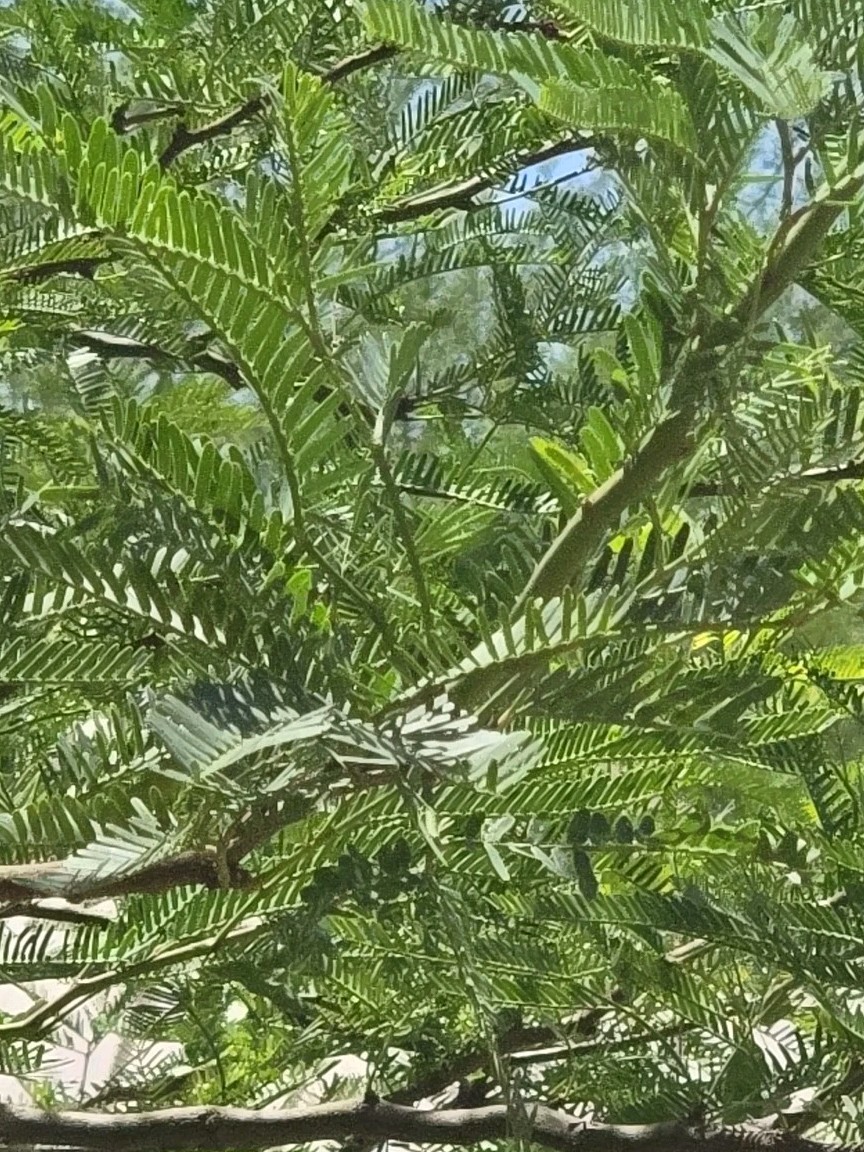 Hybrid Mesquite Tree Pods, Neltuma x: (9) Fresh 2025 Seed Pods