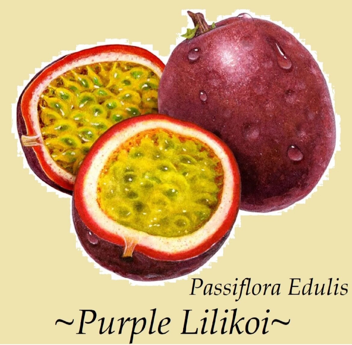 Purple Passion Flower Seeds Passiflora Passionfruit Organic TX USA Lilikoi Vine