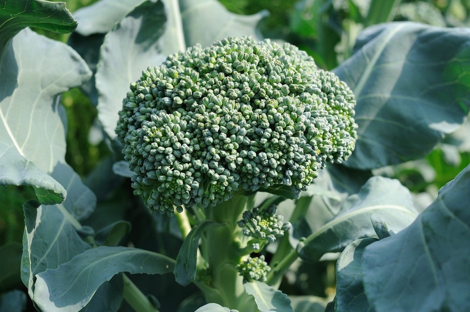 Waltham 29 Broccoli Seeds Non-GMO Heirloom FREE SHIPPING