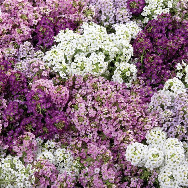 Alyssum Wonderland Mulberry Mix Seeds – 25 Seeds, Non-GMO