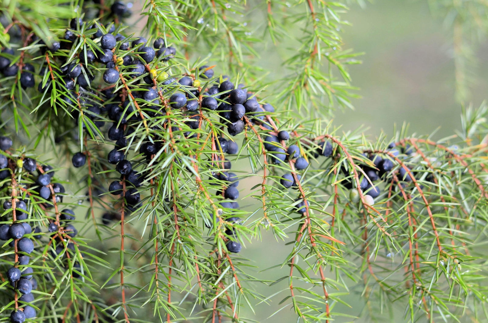 60 Organic Seeds COMMON JUNIPER Juniperus Communis Tree Shrub – 20 Blue Berries