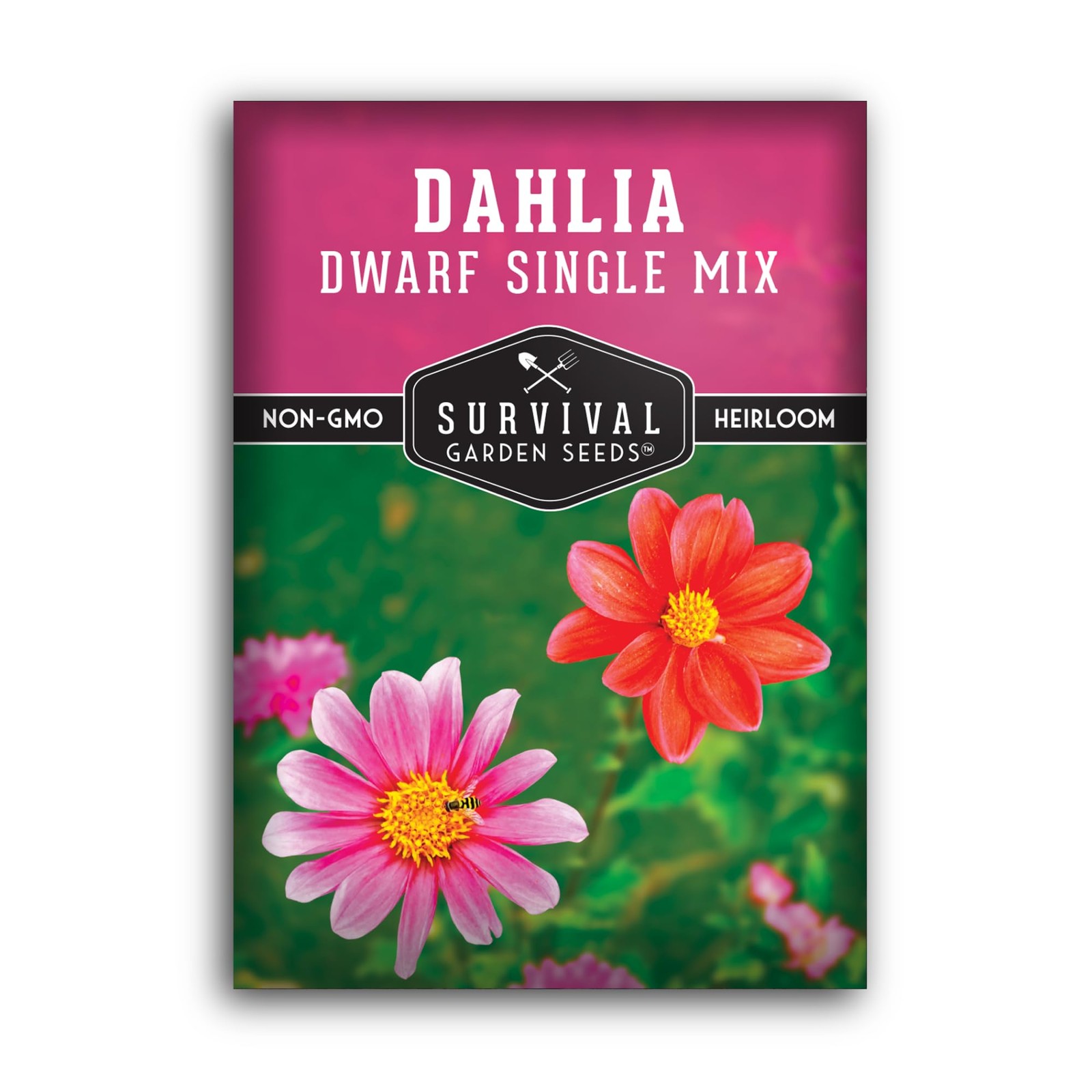 Dwarf Single Mix Dahlia Seeds for Planting – Compact Colorful Blooms for Beds…