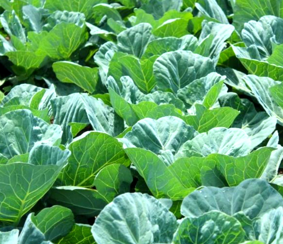 Vates Collard Seeds 100+ Seeds BUY 4 GET FREE SHIPPING!!!!!!!!!!!!!
