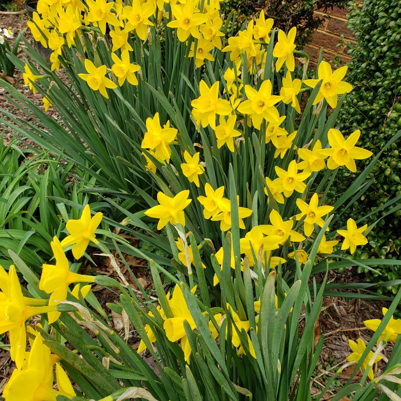 10 Yellow DAFFODIL bulbs Lent Lily (Narcissus pseudonarcissus) Beautiful Flower