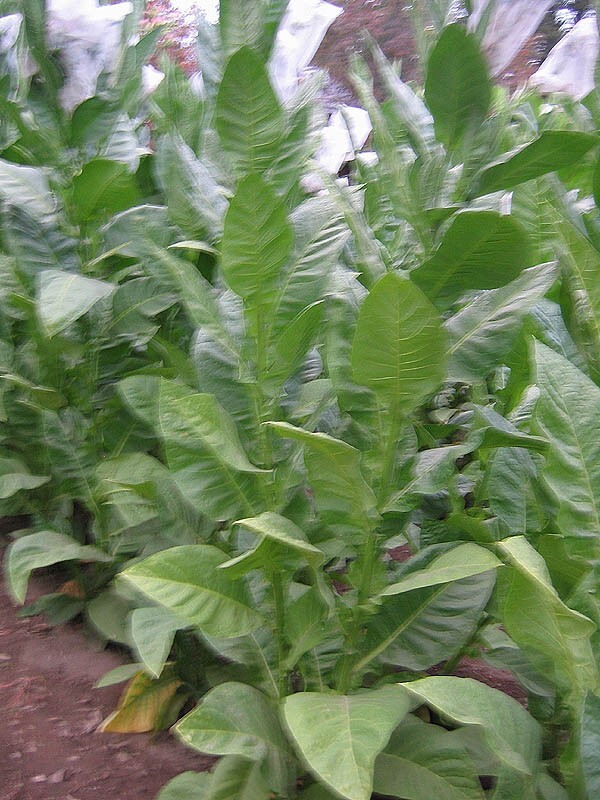 1000 Corojo 99 Tobacco Seeds ~ Wrapper Leaf Heirloom Non-GMO Nicotiana Tabacum