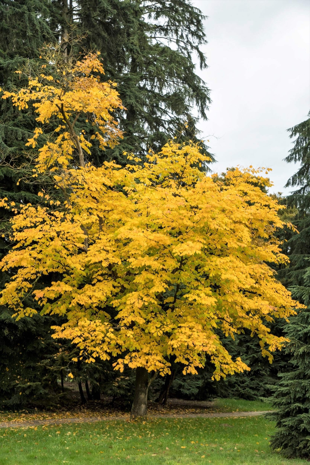 10 YELLOW ASH TREE Kentucky Yellowwood White Flr Cladrastis Lutea Kentukea Seeds