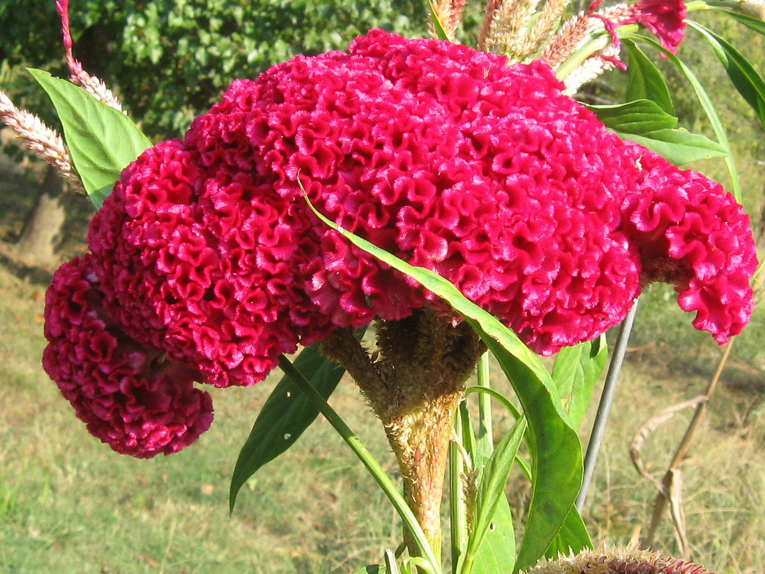 GIANT BOMBAY INDIAN Cocks Comb / 18 Inch Heads on 4 – 5 Feet Stalks / Cockscomb