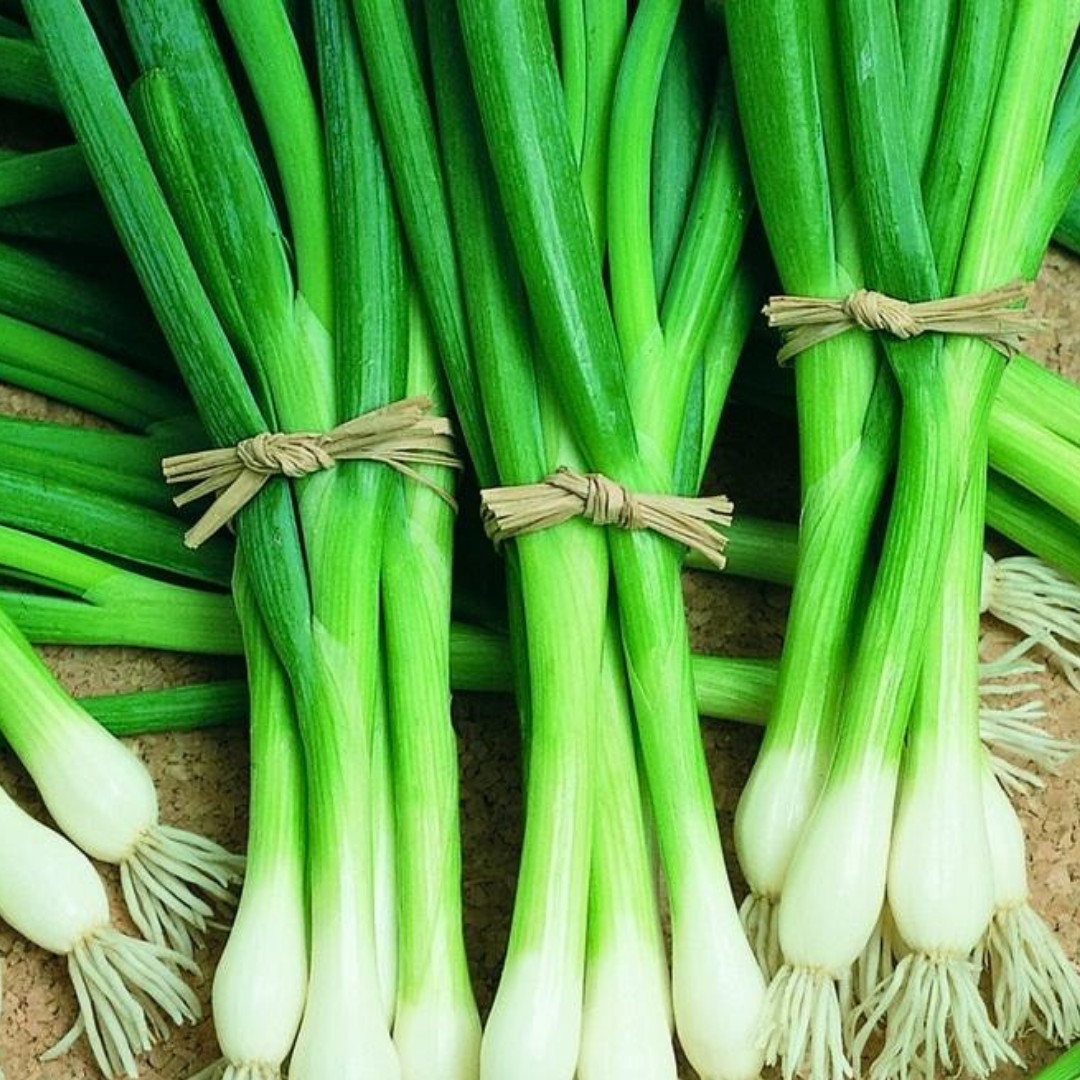 Fresh White Bunching Onion | Asian Green Onion | Heirloom Non-GMO | Vegetables