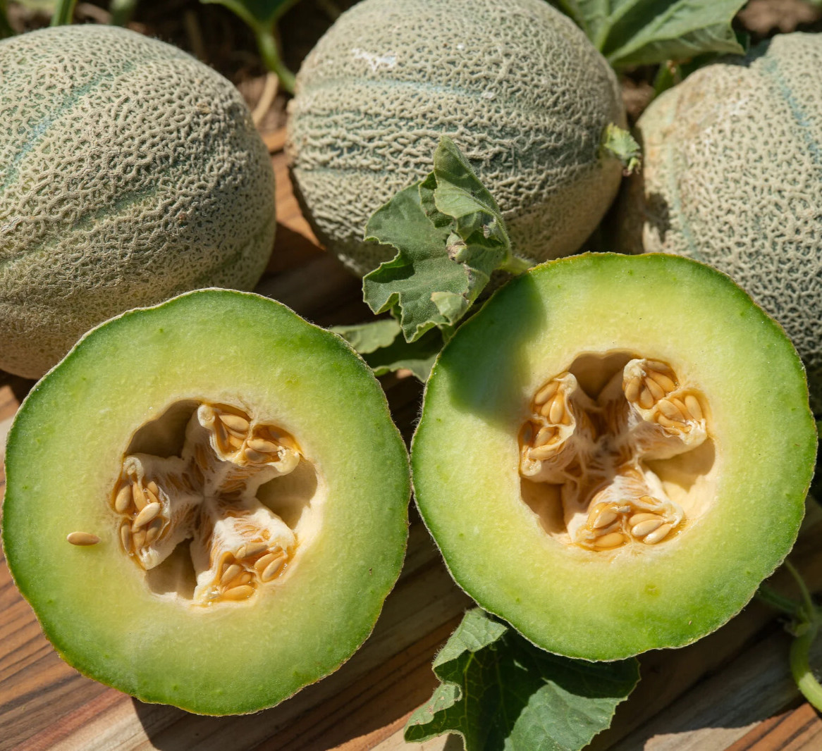 40 Heirloom Ice Cream Melon Very Rare Sweet 2-3LB Melon – Tart Flavor VERY Sweet