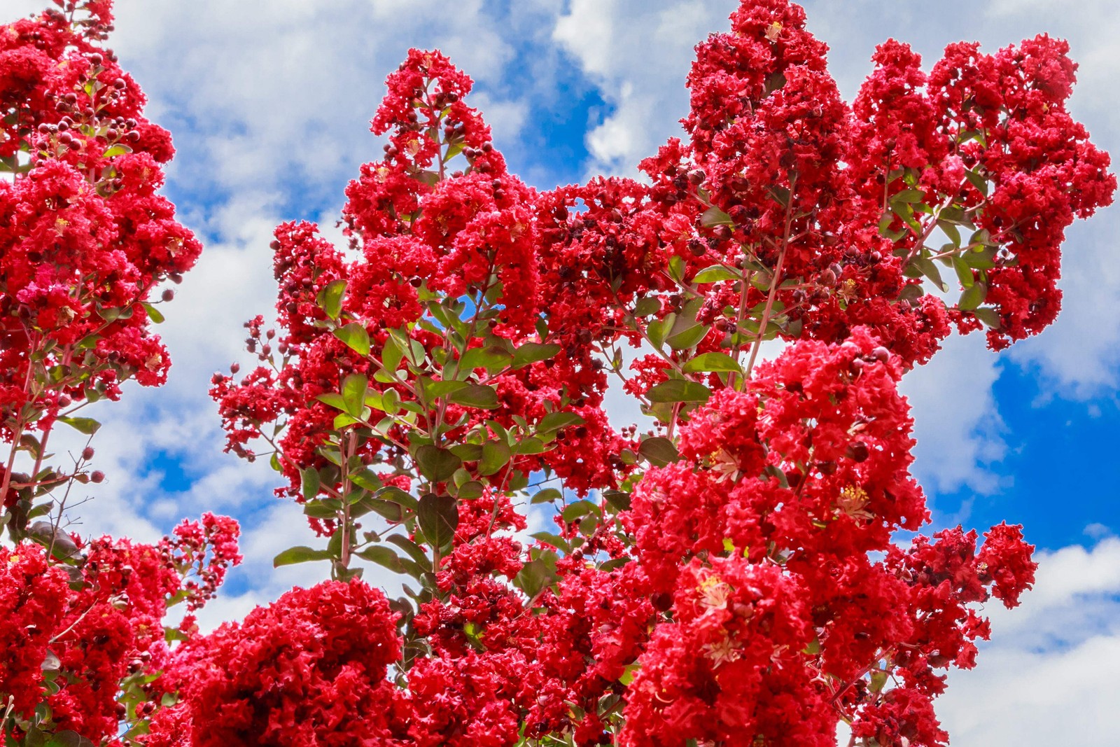 1000 Bulk CREPE MYRTLE Mixed Colors Lagerstroemia Indica Tree Shrub Flower Seeds