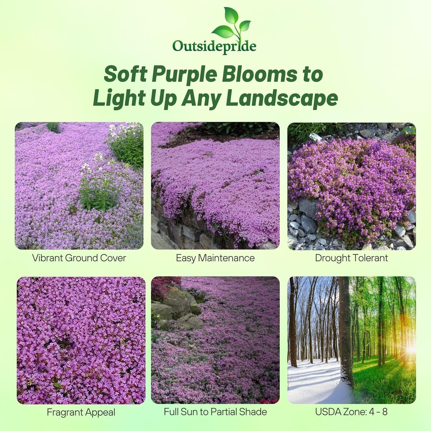 5000 Seeds Creeping Thyme Seeds For Planting | Mother of Thyme Ground Cover Seed